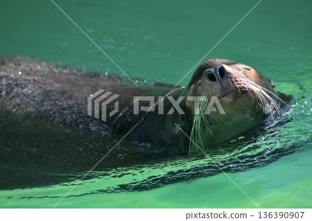 A sea lion shows off its amazing nostrils A sea lion shows off its amazing nostrils 136390907