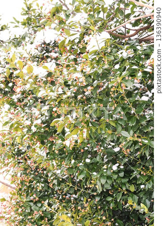 早春的花朵和雪 136390940