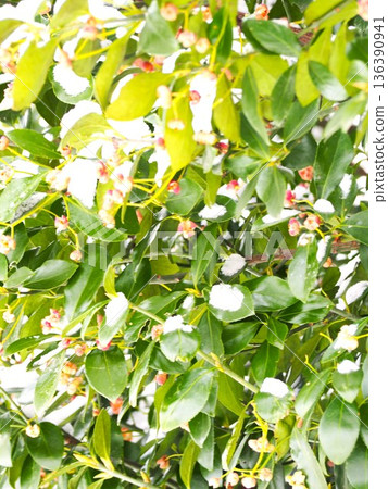 早春的花朵和雪 136390941