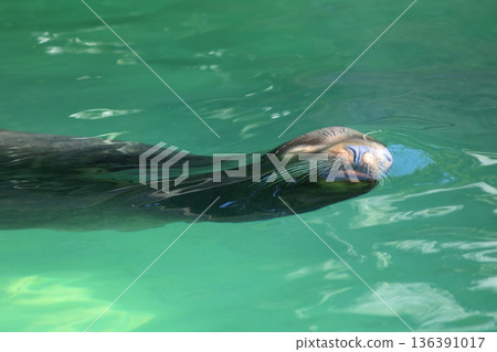 一隻海獅閉著鼻孔在水中游泳 一隻海獅閉著鼻孔在水中游泳 136391017