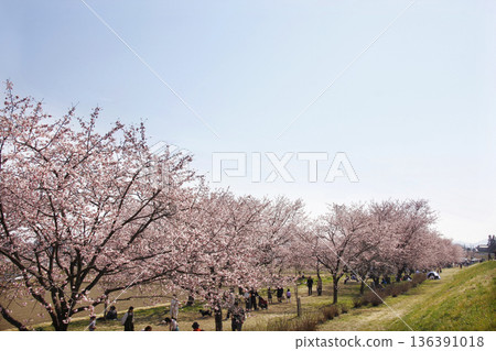 櫻花樹綿延不絕，彷彿永無止境。盡情享受這春日時光吧。 136391018