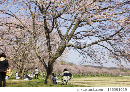 成排盛開的櫻花樹綿延至視線盡頭。盡情享受這春日美景吧。 136391019