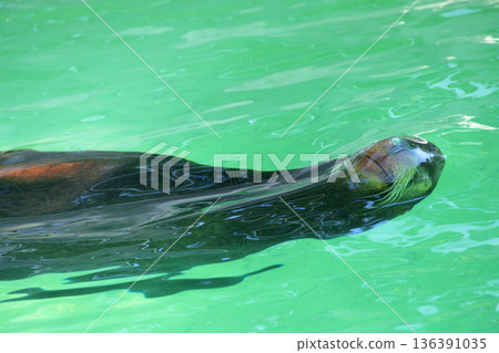 海獅仰面游泳,眼睛和鼻子都閉著。 海獅仰面游泳,眼睛和鼻子都閉著。 136391035