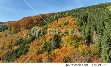 Jeseniky autumn forest autumnus mountain of Spruce Picea and Beech Fagus sylvatica beautiful landscapes nature color season amazing scenic and colorful trees fall of the leaf top shot aerial view 136391058