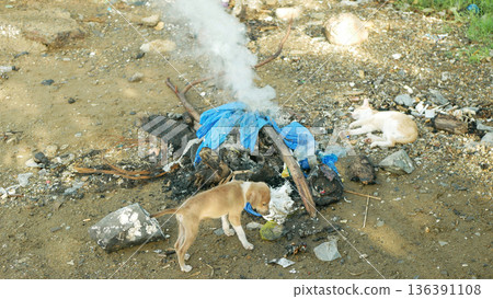 Cute puppy aspin asong pinoy dogs Philippines Filipino dump open burning of an illegal rabies garbage Philippines Cebu askal dog Canis lupus familiaris dumping solid beach waste toxic chemical Cute puppy aspin asong pinoy dogs Philippines Filipino dump open burning of an illegal rabies garbage Philippines Cebu askal dog Canis lupus familiaris dumping solid beach waste toxic chemical 136391108