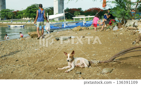 Filipino cute dog or puppies animals Canus lupus rabies familiaris aspin asong pinoy Philippines small stray homeless domestic resting sitting observing on beach pebbles or stones. Kids enjoying Filipino cute dog or puppies animals Canus lupus rabies familiaris aspin asong pinoy Philippines small stray homeless domestic resting sitting observing on beach pebbles or stones. Kids enjoying 136391109