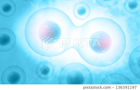 Human cells division 136391197