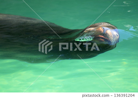 一隻海獅在水中用鼻子做燈籠 136391204