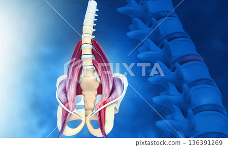 3d illustration of hip skeleton with spine 136391269