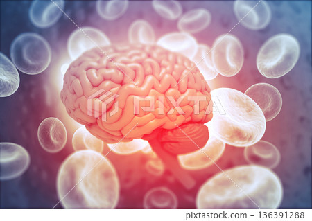 Human brain anatomy with science background Human brain anatomy with science background 136391288