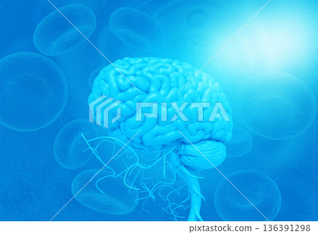 Human brain anatomy 136391298