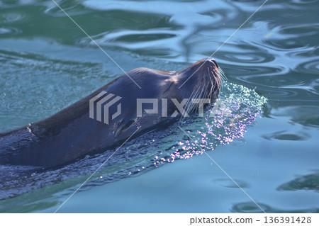 一隻海獅覺得在私人泳池優雅地游泳很適合。 136391428