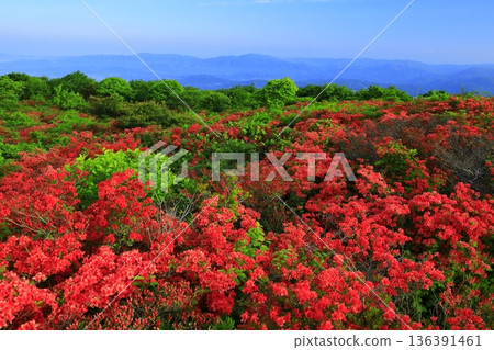 A sea of clouds and mountain ranges seen from a mountain covered in blooming azaleas A sea of clouds and mountain ranges seen from a mountain covered in blooming azaleas 136391461