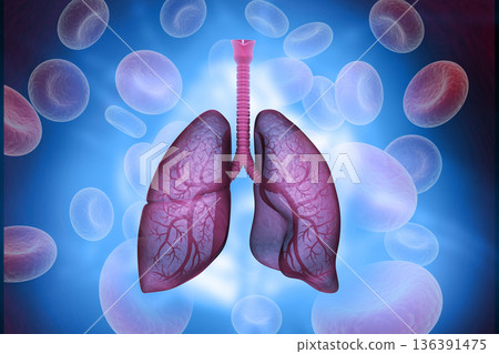 Human lungs anatomy 136391475