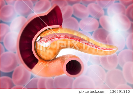 Cross Section Of Pancreas on bloodcells background 136391510