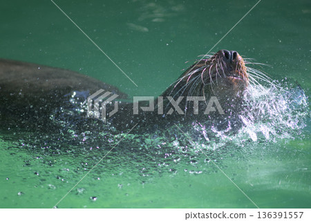 海獅張開鼻子呼吸 136391557