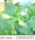 Close up of winged bean flowers in a garden with green leaves background 136391597