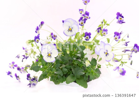 Purple violets pansies light background Purple violets pansies light background 136391647