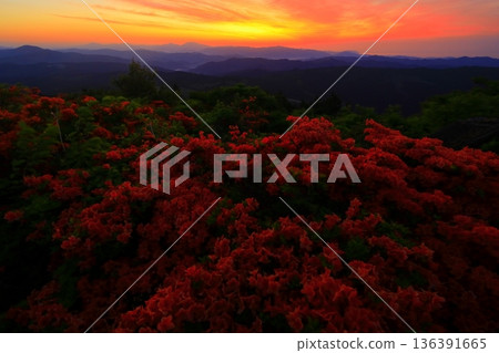 Azaleas viewed from Mt. Murone Azaleas viewed from Mt. Murone 136391665
