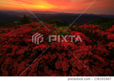 從穆羅內山眺望杜鵑花 從穆羅內山眺望杜鵑花 136391667