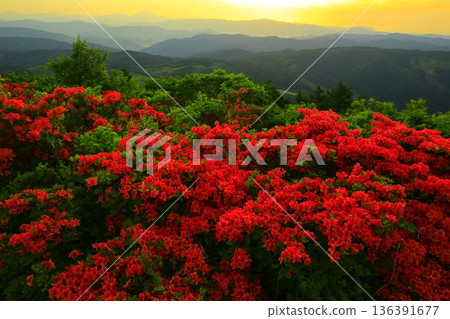 Azaleas viewed from Mt. Murone Azaleas viewed from Mt. Murone 136391677