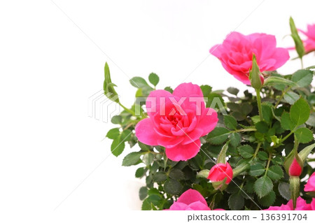 Mini rose, rose, pink flower, light background 136391704