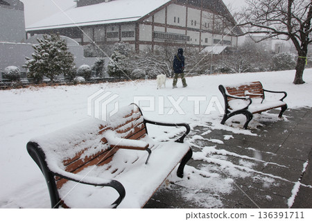 在雪中的公園遛狗 136391711