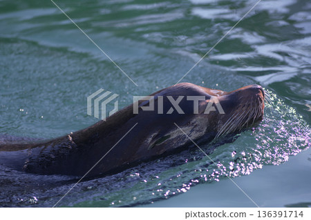 一隻海獅在游泳，激起水面的波浪。 136391714