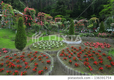 The rose garden in Hanamaki Onsen, where roses bloom in abundance The rose garden in Hanamaki Onsen, where roses bloom in abundance 136391754