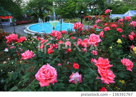 花捲溫泉的玫瑰園裡,玫瑰競相綻放。 花捲溫泉的玫瑰園裡,玫瑰競相綻放。 136391767
