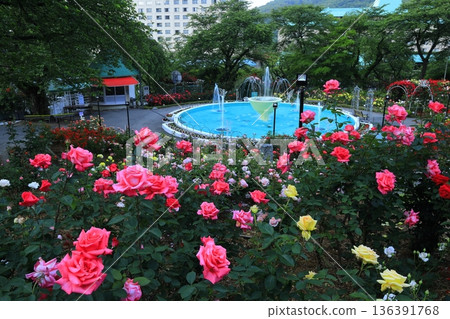 The rose garden in Hanamaki Onsen, where roses bloom in abundance The rose garden in Hanamaki Onsen, where roses bloom in abundance 136391768