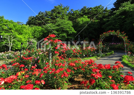 The rose garden in Hanamaki Onsen, where roses bloom in abundance The rose garden in Hanamaki Onsen, where roses bloom in abundance 136391786