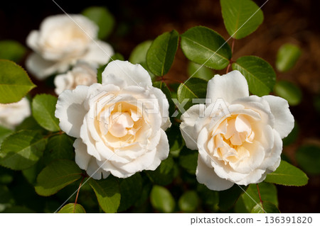 Bloom white rose with green leave in the garden Bloom white rose with green leave in the garden 136391820
