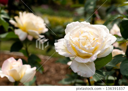Bloom white rose with green leave in the garden Bloom white rose with green leave in the garden 136391837