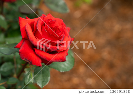 Bloom red rose with green leave in the garden 136391838