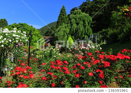 Red roses and a green tunnel 136391961