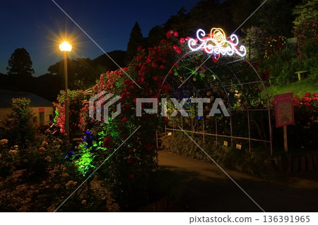 Red roses and a green tunnel 136391965