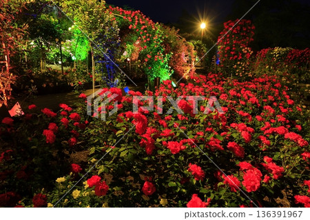 Red roses and a green tunnel Red roses and a green tunnel 136391967