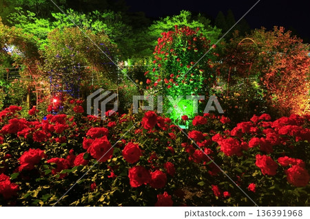 Red roses and a green tunnel Red roses and a green tunnel 136391968