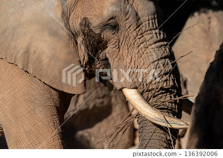 Close up of weathered elephant with ivory tusks 136392006