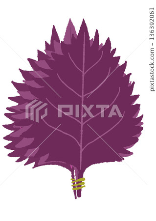 Illustration of a single leaf of vibrant red shiso, used to make umeboshi and shiso juice 136392061