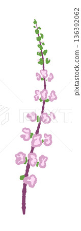 Illustration of red shiso (akako shiso) spikes, which are used as a garnish for Japanese cuisine or as a garnish for sashimi Illustration of red shiso (akako shiso) spikes, which are used as a garnish for Japanese cuisine or as a garnish for sashimi 136392062