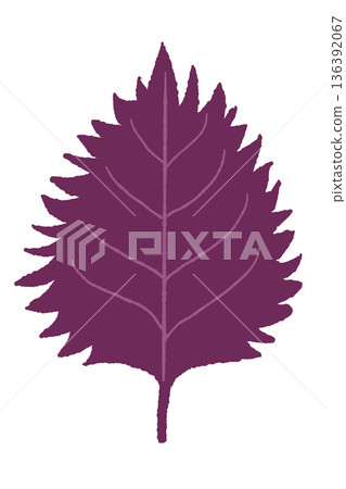 圖示為鮮豔的紫色紫蘇葉，可用於製作醃梅子和果汁。 136392067