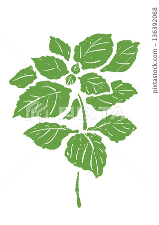適合家庭園藝和農業收割的綠色紫蘇植物插圖，葉片繁多。 136392068