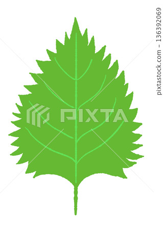 極其新鮮的翠綠色紫蘇（紫蘇葉）插圖——非常適合為日式料理和沙拉增添亮點。 136392069