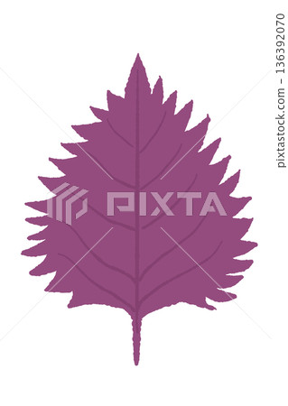 深紫紅色紫蘇葉插圖。可用於草藥和保健茶的圖片素材。 136392070