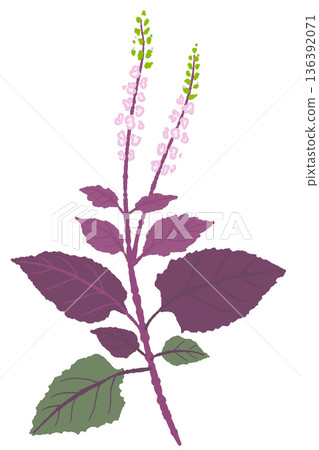 紅紫蘇樹樁、枝條、花葉插圖，適合藥用及栽培用途。 136392071