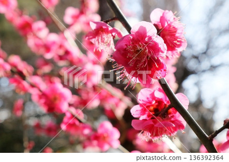 日本埼玉縣的梅花 日本埼玉縣的梅花 136392364