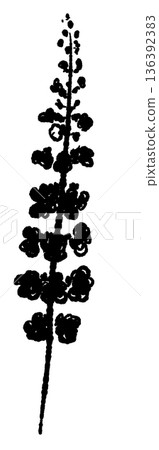 Monochrome illustration and silhouette of straight shiso (flower spike) condiment and color icon 136392383