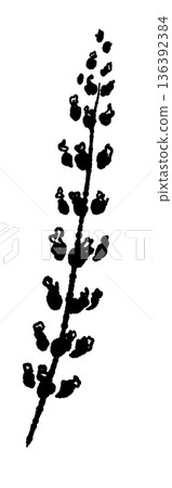 單色插圖和輪廓圖，描繪了略微彎曲的紫蘇（花穗），日本食物圖像素材 136392384